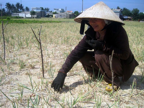 Đảo Lý Sơn chịu hạn lâu ngày