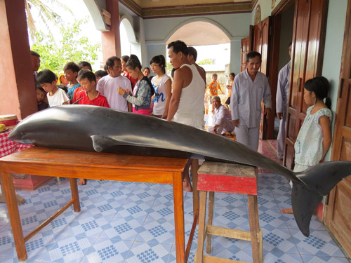 Cá voi mắc cạn tại bờ biển Quảng Ngãi