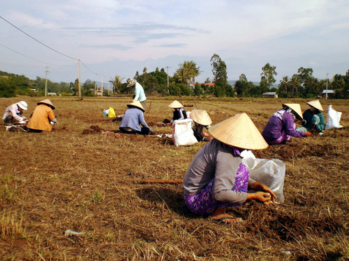 Thêm thu nhập từ đào cỏ gấu