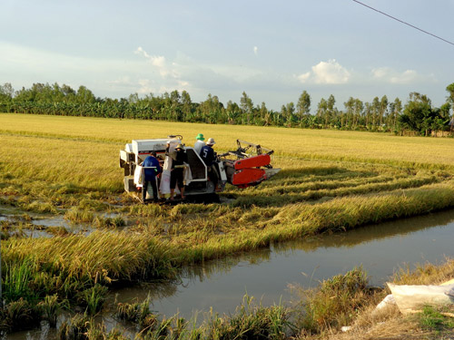 Hậu Giang đẩy mạnh phát triển cánh đồng mẫu lớn