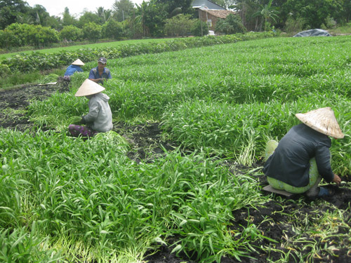 Thu nhập cao nhờ trồng rau an toàn