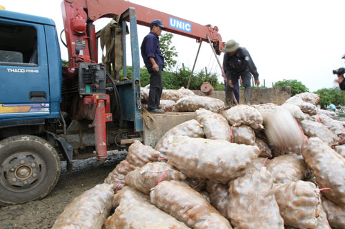Tiêu hủy 26 tấn khoai tây Trung Quốc độc hại