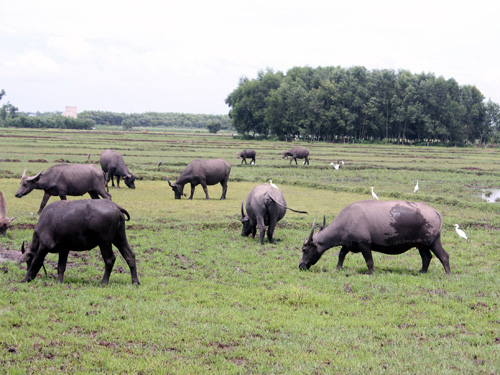 Kênh thủy lợi ô nhiễm, đất lúa bỏ hoang