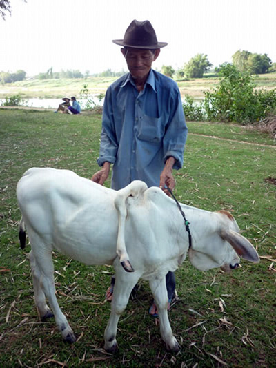 Bò mọc chân trên lưng nd