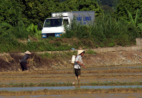 Lúa chưa lên đã phải phun thuốc trừ cỏ