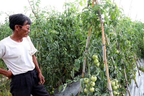 Nhiều nông dân đang “đắng họng” vì bị lừa mua trúng giống cà chua nato