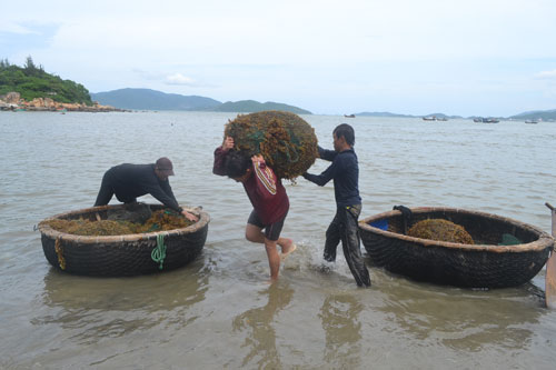 Hái lộc từ biển 1