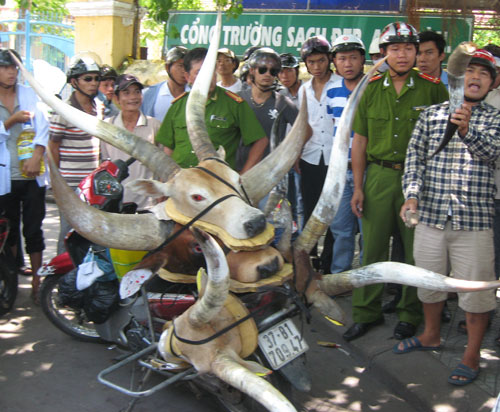 Dẹp điểm bán sừng bò tót giả 