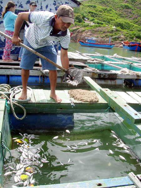 Dầu loang bí ẩn tại vùng biển Quy Nhơn