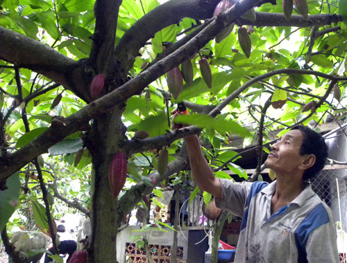 Nhà vườn “trảm” ca cao