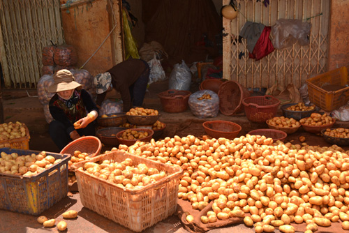 Khoai tây Trung Quốc 3