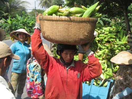 Thu hoạch bắp tại H.Lấp Vò (Đồng Tháp)