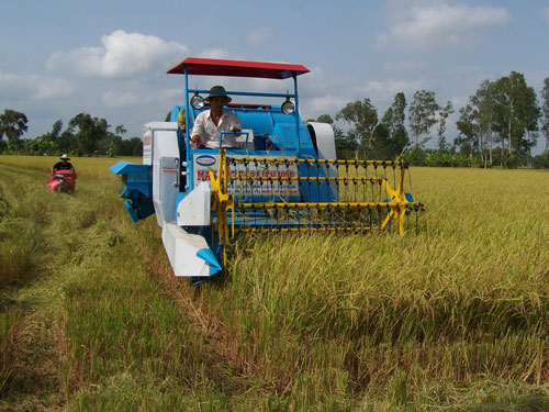 Thu hoạch lúa trên cánh đồng mẫu lớn ở Long An