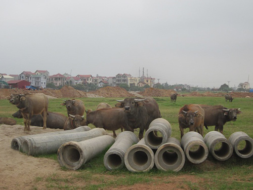 Khu đô thị mới Dương Nội nay thành bãi chăn trâu 