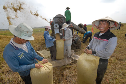 Lúa tăng giá, dễ bán1