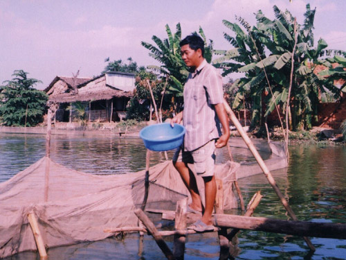 Mô hình nuôi cá tra bền vững