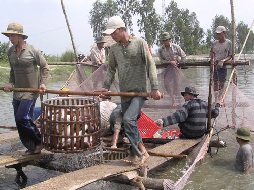 Mô hình nuôi cá tra bền vững