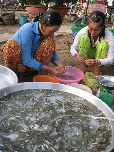 Bán cá linh non đầu mùa 