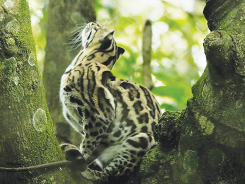 Costa Rica đóng cửa sở thú