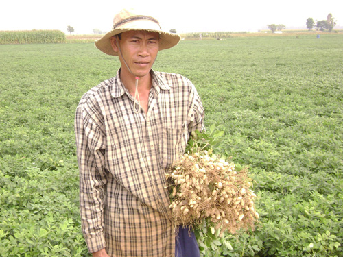 Trồng đậu phộng trên đất trồng lúa kém hiệu quả ở huyện đầu nguồn An Phú 