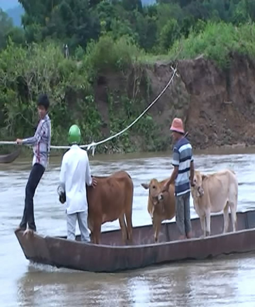 Chở cả bò qua sông Krông Nô