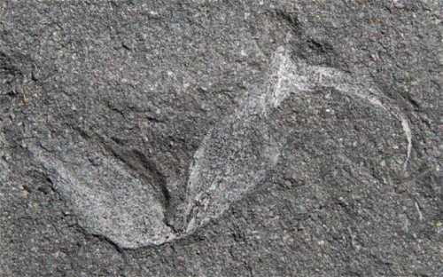 Hóa thạch lâu đời nhất trên siêu lục địa Gondwana 1