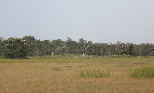 Nhìn từ xa, đàn cò nhạn xuất hiện trắng tại trảng Tà Nốt thuộc Vườn quốc gia Lò Gò – Xa Mát 1
