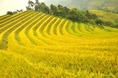 Mù Cang Chải, đâu đâu cũng thấy những thửa ruộng bậc thang xếp tầng, xếp lớp trải rộng khắp các quả đồi13