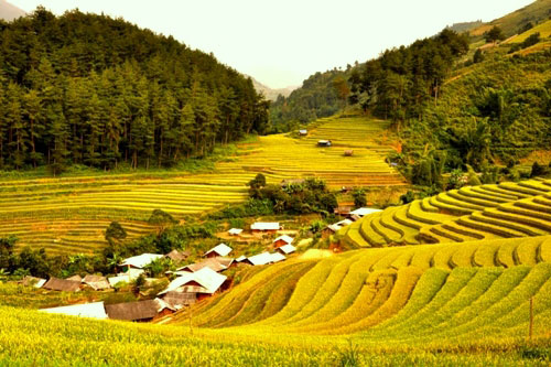 Ruộng bậc thang Mù Cang Chải đẹp và quyến rũ hơn vào mùa lúa chín, lúc mà hương sắc của “biển vàng” này cứ cuồn cuộn tỏa hương khắp núi rừng xứ Mù Cang Chải 2