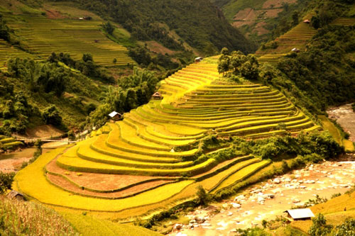 Ruộng bậc thang Mù Cang Chải đẹp và quyến rũ hơn vào mùa lúa chín, lúc mà hương sắc của “biển vàng” này cứ cuồn cuộn tỏa hương khắp núi rừng xứ Mù Cang Chải 4