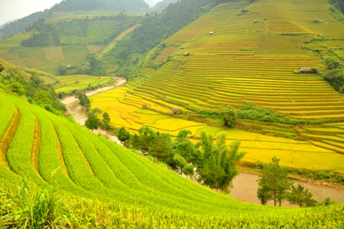 Vào giữa tháng 9 đến đầu tháng 10 là thời điểm lúa vàng ươm nhất trên núi đồi Mù Căng Chải