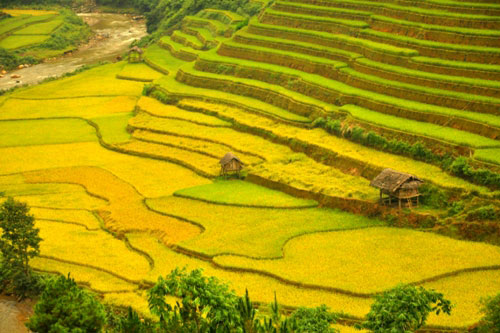 Những thửa ruộng bậc thang tạo thành từng đường vân mềm mại