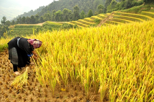 Bà Lý Thị Mây ( 52 tuổi), xã Chế Cu Nha, đang gặt lúa