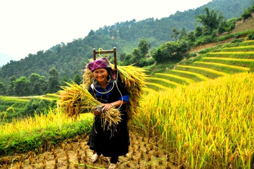 Bà Lý Thị Mây ( 52 tuổi), xã Chế Cu Nha, đang gặt lúa 2