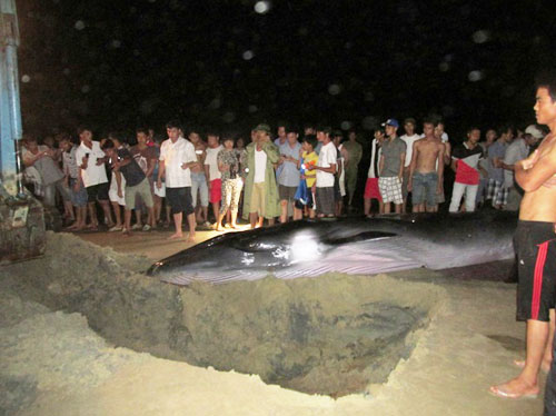 Cô Tô giải cứu thành công một cá voi bị mắc cạn trong đêm tối 1