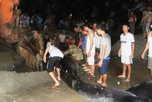 Cô Tô giải cứu thành công một cá voi bị mắc cạn trong đêm tối 2