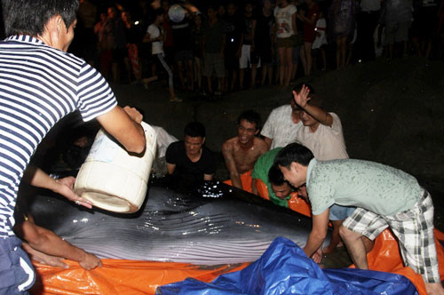 Cô Tô giải cứu thành công một cá voi bị mắc cạn trong đêm tối 3