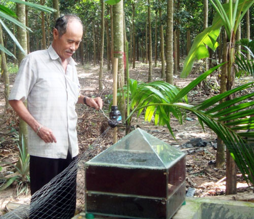 Lão nông chế tạo bẫy diệt ruồi