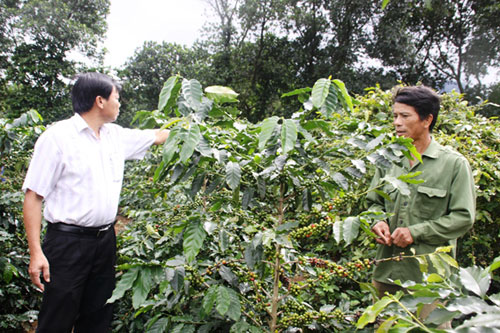 Tìm giải pháp hỗ trợ người dân trồng cà phê