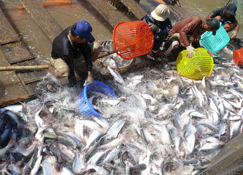 Nhiều nhà máy hoạt động cầm chừng, mua ép giá cá tra