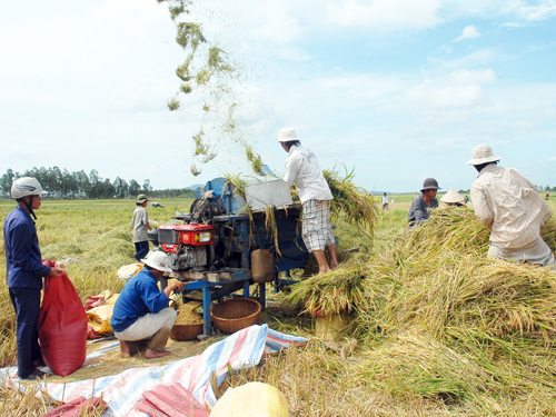 Cho phép chuyển đổi đất lúa