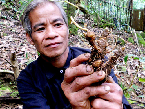 Cung ứng sâm giống Ngọc Linh chất lượng cao