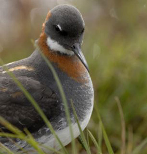Loài chim quý của xứ Anh - Ảnh: RSPB Scotland