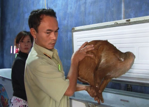 Tổ kiểm tra liên ngành phát hiện nhiều cá thể động vật bị xẻ thịt