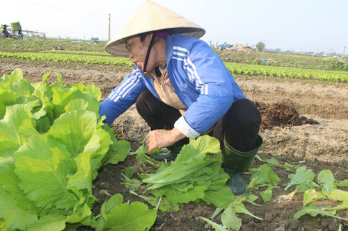 Người trồng rau tại Nghệ An đang buồn vì rau ế ẩm - Ảnh: Phạm Đức