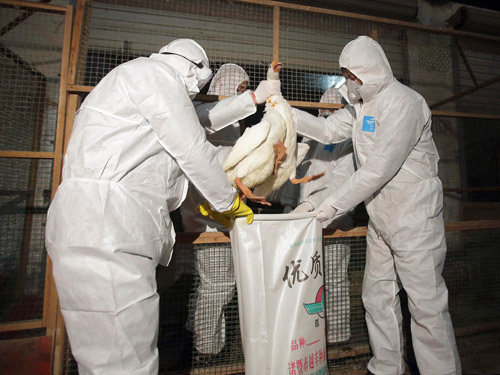 Tỉnh Quảng Đông lại có bệnh nhân H7N9 tử vong