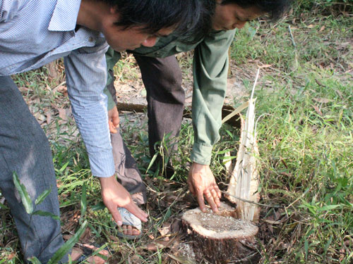 Ngang nhiên ‘xẻ thịt’ rừng chiến khu Đ: Thu hồi rừng tự nhiên để trồng cao su