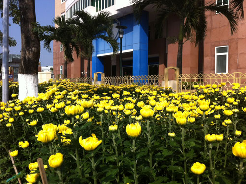 Đà Nẵng: Ngàn hoa xuân khoe sắc trong tiết trời lạnh giá 13