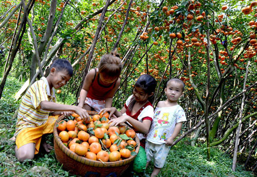 Quýt hồng lai vung nhộn nhịp vào xuân 4