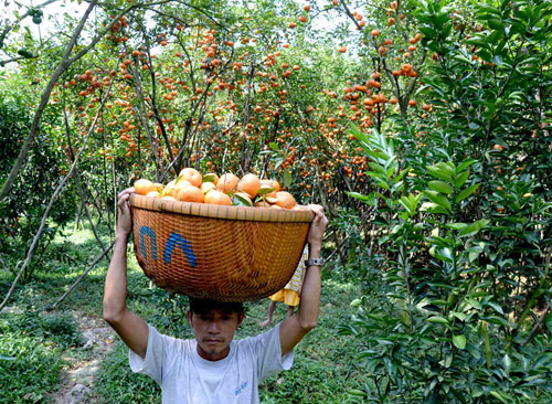 Quýt hồng lai vung nhộn nhịp vào xuân 5